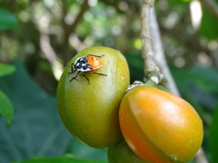 Rhynchocoris