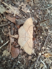 Cyclophora ruficiliaria