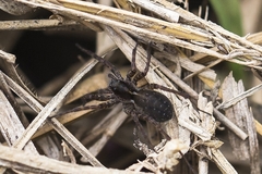 Alopecosa pulverulenta