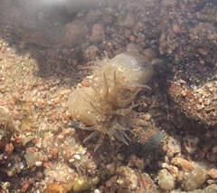 Anthopleura stellula