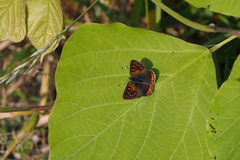 Lycaena phlaeas daimio