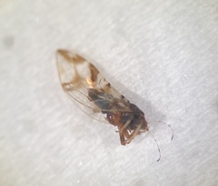 Bactericera maculipennis