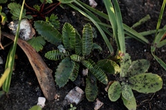 Alepidea capensis capensis