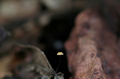 Cryptomarasmius exustoides