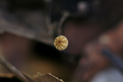 Cryptomarasmius exustoides