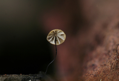 Cryptomarasmius exustoides