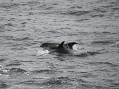 Lagenorhynchus albirostris