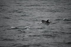 Lagenorhynchus albirostris