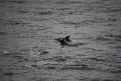 Lagenorhynchus albirostris