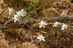 Chlorophytum galpinii