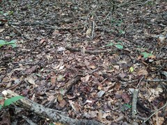 Cryptomarasmius exustoides