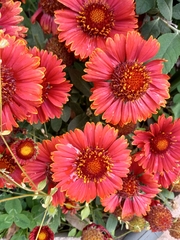 Gaillardia