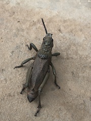 Dictyophorus