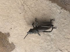 Dictyophorus