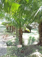 Phytelephas seemannii