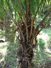 Phytelephas seemannii