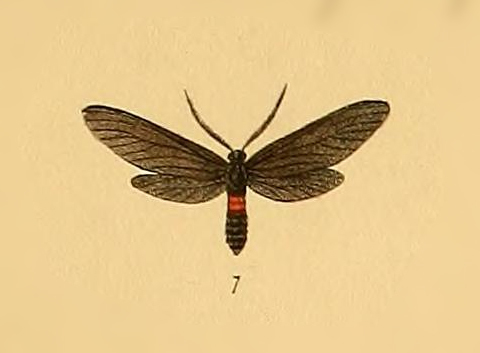 Pampa janeira