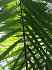 Phytelephas seemannii