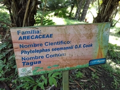 Phytelephas seemannii