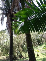 Phytelephas seemannii