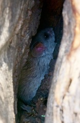 Thallomys nigricauda