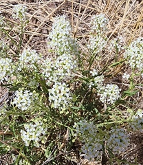 Lepidium alyssoides