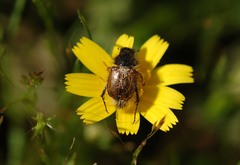 Chasmatopterus