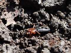 Amphasia interstitialis