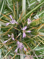 Galactites duriaei