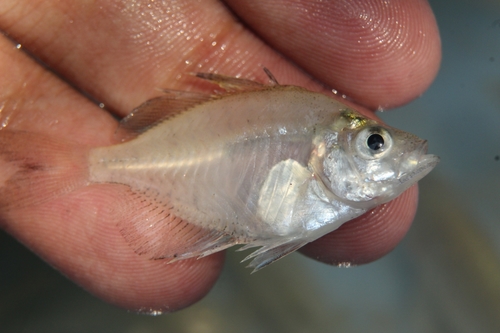 Indische glasbaars (Parambassis ranga) — Ambassidae — 2