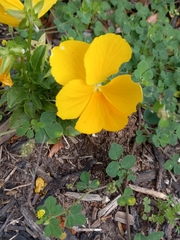 Viola × wittrockiana