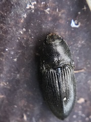 Hypnoidus riparius