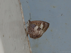 Arhopala paraganesa