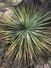 Hesperoyucca