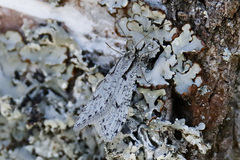 Semioscopis avellanella