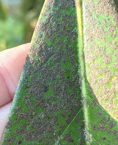Image of Cephaleuros virescens by no rights reserved