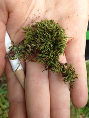 Pseudisothecium cristatum