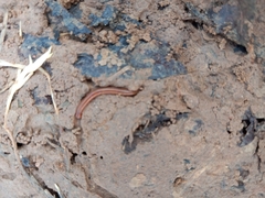 Lumbricus terrestris