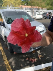 Thespesia grandiflora