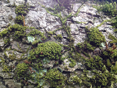 Zygodon viridissimus