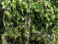 Plagiothecium denticulatum