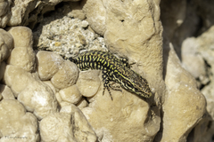 Podarcis muralis