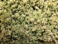 Stereodon subimponens