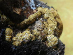 Trichoderma americanum
