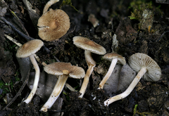 Inocybe stuntzii