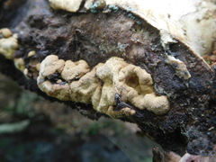 Trichoderma americanum