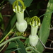 Ceropegia ampliata - Photo (c) sharpview, some rights reserved (CC BY-NC)