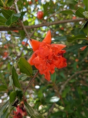 Punica granatum