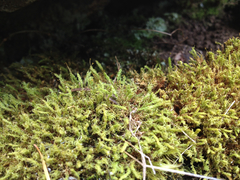 Aulacomnium androgynum