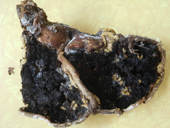 Trichoderma americanum